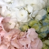 Воздушный микс - букет из 3 гортензий