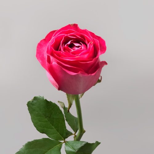 Роза розовая 