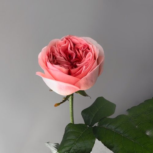 Роза пионовидная персиковая 