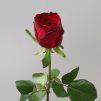Роза красная 