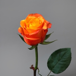 Роза оранжевая 