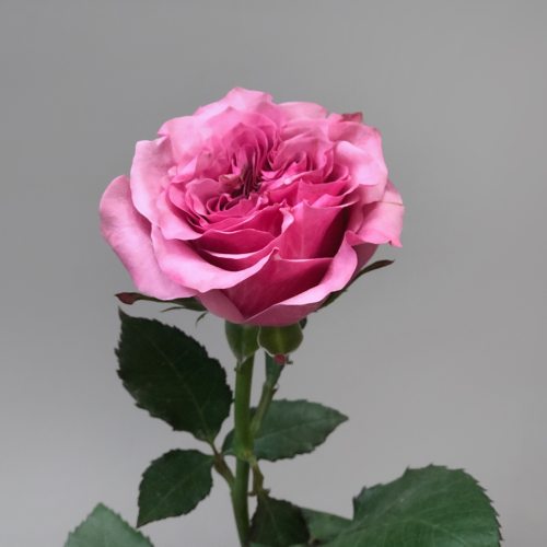 Роза пионовидная розовая 