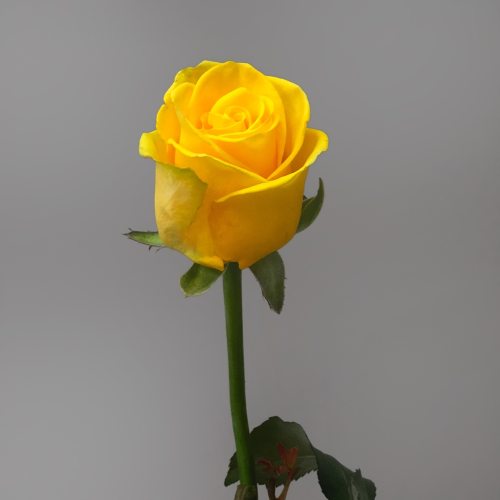 Роза жёлтая 