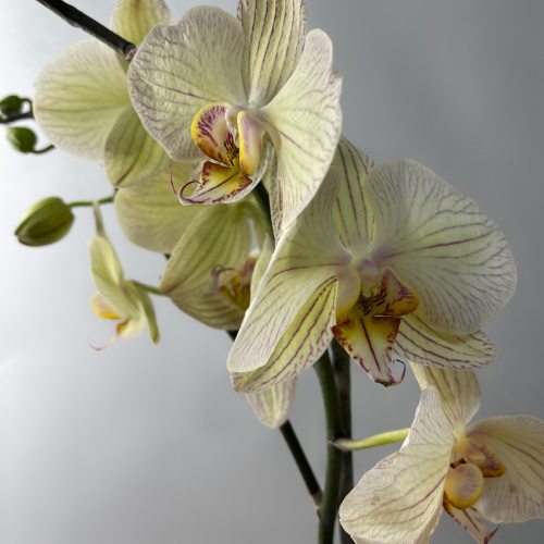 Орхидея Фаленопсис (1 стрелка)