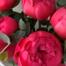 Коралловый рассвет