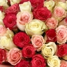 Фейерверк - 101 кенийская роза
