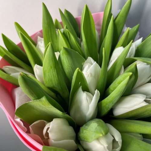Весенняя нежность - 25 тюльпанов 