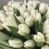 Снежная королева -  101 белый тюльпан