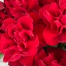 Композиция из 15 красных кенийских роз