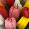 Букет "Микс из 15 тюльпанов" из тюльпанов разного цвета
