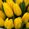 Солнечный букет - 21 желтый тюльпан