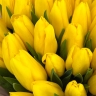 Мадейра - 35 желтых тюльпанов