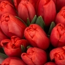 Яркие огоньки - 21 красный тюльпан