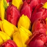 15 красно-желтых тюльпанов в Самаре